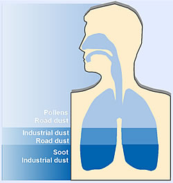 How far dust is inhaled into lungs